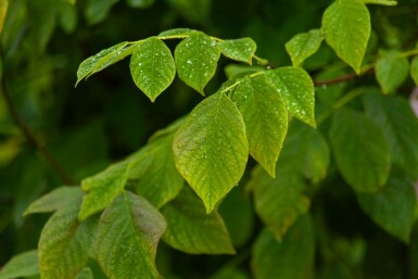 Amerikanisches Gelbholz Cladrastis kentukea Mehrstämmig 200-250 T Cladrastis kentukea Mehrstämmig 200-250