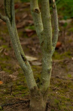 Amerikanisches Gelbholz Cladrastis kentukea Mehrstämmig 200-250 T Cladrastis kentukea Mehrstämmig 200-250