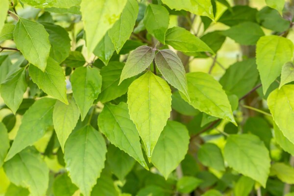 Chinesischer Losbaum Clerodendrum trichotomum Mehrstämmig 200-250 T Clerodendrum trichotomum Mehrstämmig 200-250