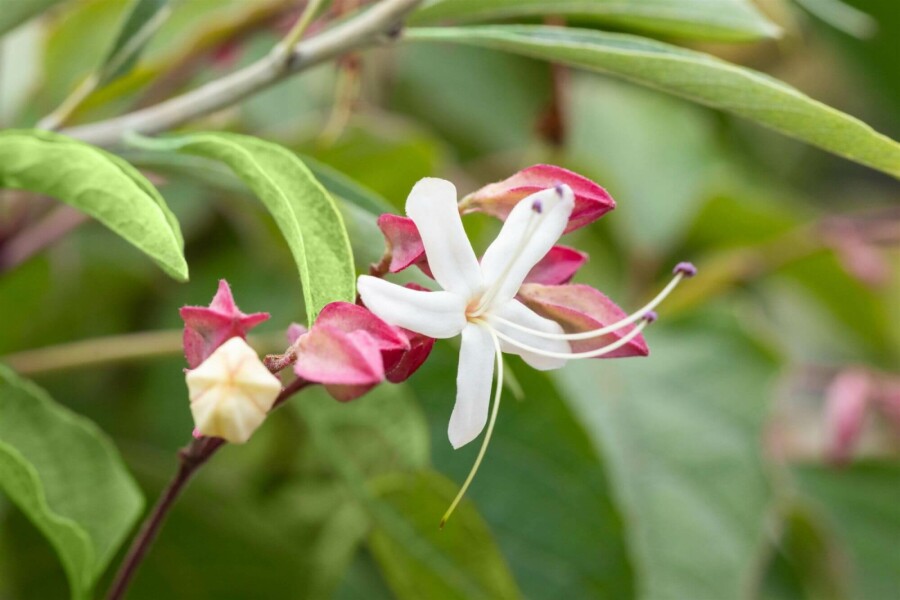 Chinesischer Losbaum Clerodendrum trichotomum Mehrstämmig 200-250 T Clerodendrum trichotomum Mehrstämmig 200-250