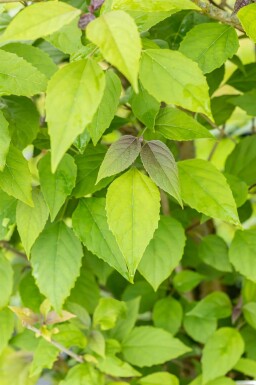 Chinesischer Losbaum Clerodendrum trichotomum Mehrstämmig 200-250 T Clerodendrum trichotomum Mehrstämmig 200-250