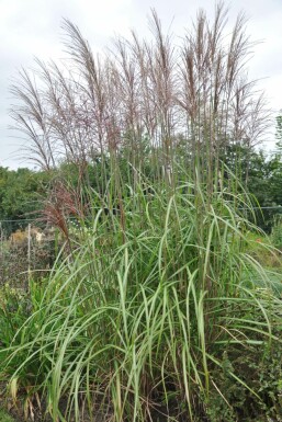 Garten-Chinaschilf Miscanthus sinensis 'Malepartus' 5-10 Topf 9x9 cm (P9) Miscanthus sinensis 'Malepartus'