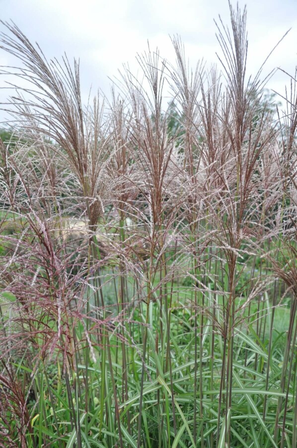 Garten-Chinaschilf Miscanthus sinensis 'Malepartus' 5-10 Topf 9x9 cm (P9) Miscanthus sinensis 'Malepartus'