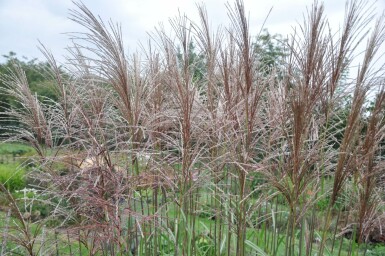 Garten-Chinaschilf Miscanthus sinensis 'Malepartus' 5-10 Topf 9x9 cm (P9) Miscanthus sinensis 'Malepartus'