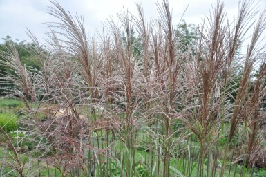 Garten-Chinaschilf Miscanthus sinensis 'Malepartus' 5-10 Topf 9x9 cm (P9)