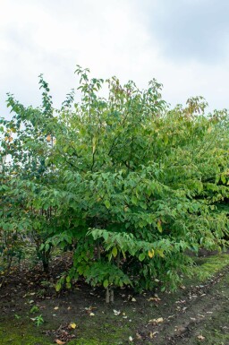 Kanadischer Hartriegel Cornus controversa Mehrstämmig Cornus controversa Mehrstämmig