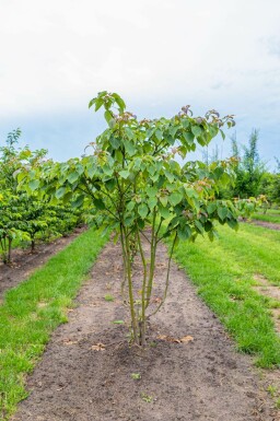 Kanadischer Hartriegel Cornus controversa Mehrstämmig Cornus controversa Mehrstämmig