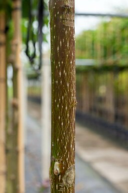 Kanadischer Hartriegel Cornus controversa Mehrstämmig 200-250 T Cornus controversa Mehrstämmig 200-250