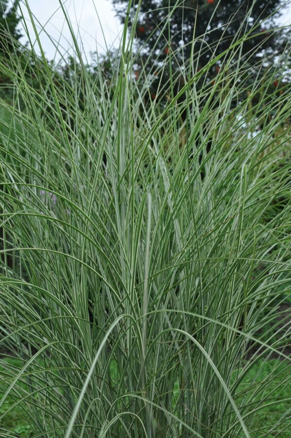 Weißbuntes Chinaschilf Miscanthus sinensis 'Morning Light' 10-15 Topf 1 ltr. (P11) Miscanthus sinensis 'Morning Light'