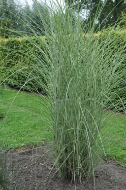 Weißbuntes Chinaschilf Miscanthus sinensis 'Morning Light' 10-15 Topf 1 ltr. (P11) Miscanthus sinensis 'Morning Light'