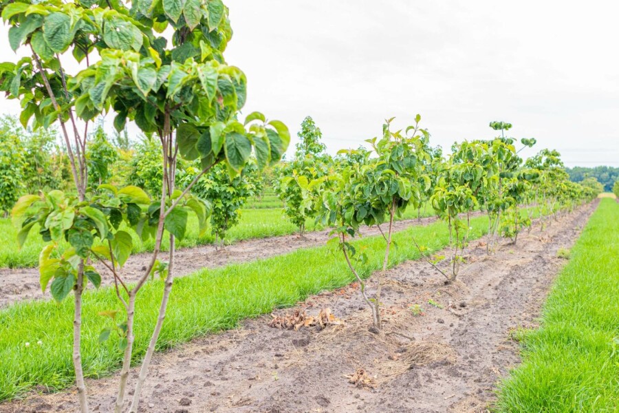 Blumen-Hartriegel Cornus florida Mehrstämmig 250-300 T Cornus florida Mehrstämmig 250-300