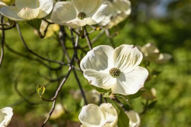 Blumen-Hartriegel Cornus florida Mehrstämmig 250-300 T Cornus florida Mehrstämmig 250-300
