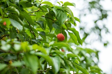 Japanischer Blumen-Hartriegel Cornus kousa Mehrstämmig 200-250 T Cornus kousa Mehrstämmig 200-250