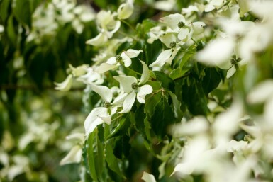Japanischer Blumen-Hartriegel Cornus kousa Mehrstämmig 200-250 T Cornus kousa Mehrstämmig 200-250