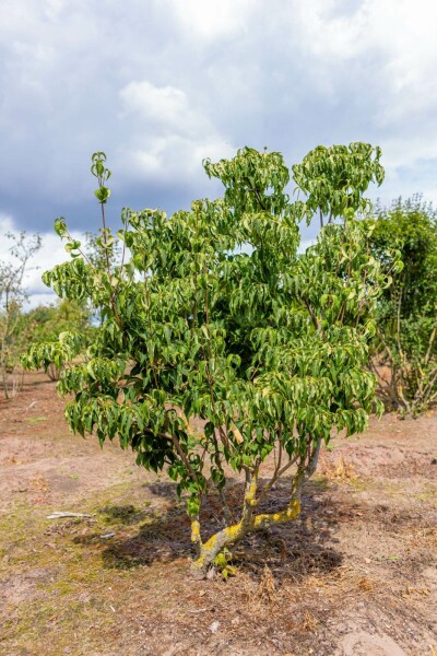 Japanischer Blumen-Hartriegel Cornus kousa 'Milky Way' Mehrstämmig 200-250 T Cornus kousa 'Milky Way' Mehrstämmig 200-250