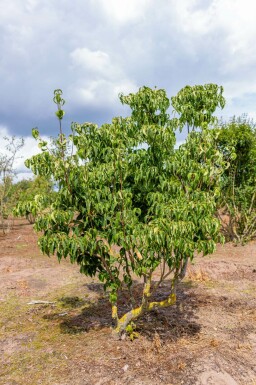 Japanischer Blumen-Hartriegel Cornus kousa 'Milky Way' Mehrstämmig Cornus kousa 'Milky Way' Mehrstämmig