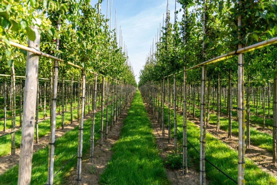 Kornelkirsche Cornus mas Hochstamm Stammumfang 12-14 T Cornus mas Hochstamm 12/14