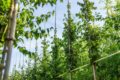 Kornelkirsche Cornus mas Hochstamm Stammumfang 12-14 T Cornus mas Hochstamm 12/14