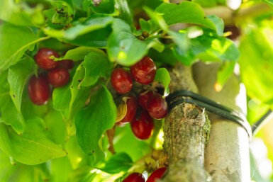 Kornelkirsche Cornus mas Hochstamm Stammumfang 12-14 T Cornus mas Hochstamm 12/14