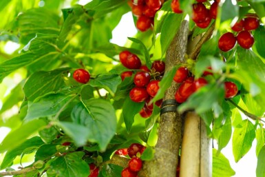 Kornelkirsche Cornus mas Hochstamm Stammumfang 12-14 T Cornus mas Hochstamm 12/14