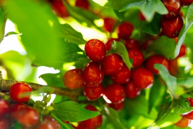 Kornelkirsche Cornus mas Hochstamm Stammumfang 12-14 T Cornus mas Hochstamm 12/14