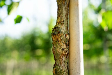 Kornelkirsche Cornus mas Hochstamm Stammumfang 12-14 T Cornus mas Hochstamm 12/14