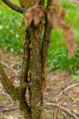Kornelkirsche Cornus mas Mehrstämmig 200-250 T Cornus mas Mehrstämmig 200-250