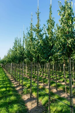 Japanische Kornelkirsche Cornus officinalis Cornus officinalis