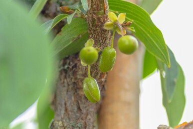 Japanische Kornelkirsche Cornus officinalis Mehrstämmig 300-350 T Cornus officinalis Mehrstämmig 300-350