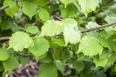 Haselnuß Corylus avellana Corylus avellana