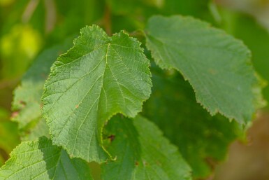 Haselnuß Corylus avellana Corylus avellana