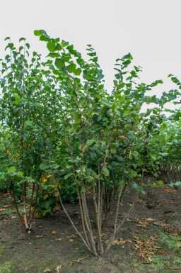 Haselnuß Corylus avellana Mehrstämmig Corylus avellana Mehrstämmig