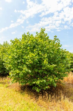 Haselnuß Corylus avellana Mehrstämmig Corylus avellana Mehrstämmig