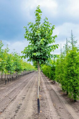 Baum-Hasel Corylus colurna Corylus colurna