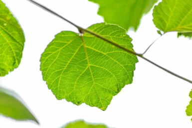 Baum-Hasel Corylus colurna Hochstamm Stammumfang 6-8 T Corylus colurna Hochstamm 6/8