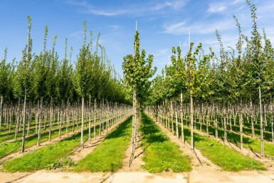 Baum-Hasel Corylus colurna Hochstamm Stammumfang 6-8 T Corylus colurna Hochstamm 6/8
