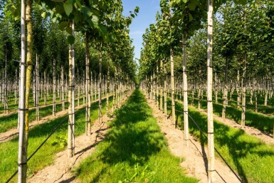 Baum-Hasel Corylus colurna Hochstamm Stammumfang 6-8 T Corylus colurna Hochstamm 6/8