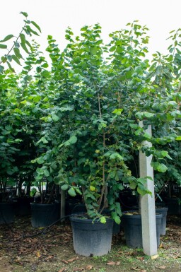Baum-Hasel Corylus colurna Mehrstämmig Corylus colurna Mehrstämmig