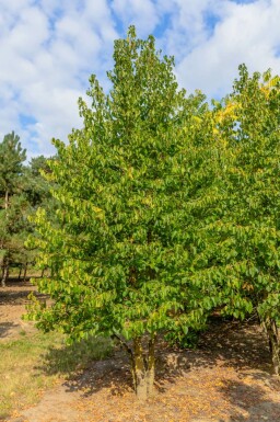 Baum-Hasel Corylus colurna Mehrstämmig Corylus colurna Mehrstämmig