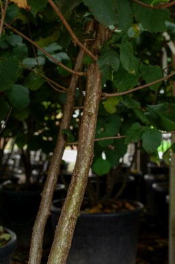 Baum-Hasel Corylus colurna Mehrstämmig 200-250 T Corylus colurna Mehrstämmig 200-250