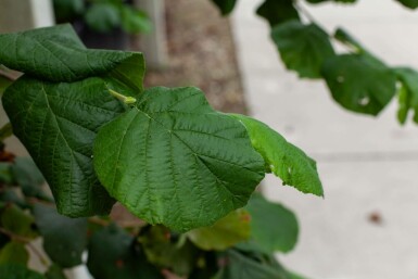 Baum-Hasel Corylus colurna Mehrstämmig 200-250 T Corylus colurna Mehrstämmig 200-250