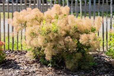 Perückenstrauch Cotinus coggygria Cotinus coggygria