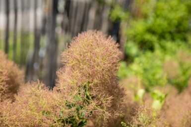 Perückenstrauch Cotinus coggygria Cotinus coggygria
