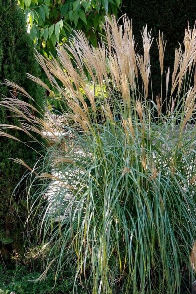 Zwerg-Chinaschilf Miscanthus sinensis 'Yakushima Dwarf' 5-10 Topf 9x9 cm (P9) Miscanthus sinensis 'Yakushima Dwarf'