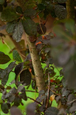 PerĂŒckenstrauch Cotinus coggygria 'Royal Purple' Cotinus coggygria 'Royal Purple'