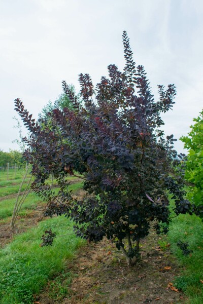 Perückenstrauch Cotinus coggygria 'Royal Purple' Mehrstämmig 200-250 T Cotinus coggygria 'Royal Purple' Mehrstämmig 200-250