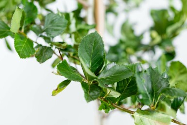 Hahnendorn Crataegus crus-galli Hochstamm Stammumfang 6-8 T Crataegus crus-galli Hochstamm 6/8