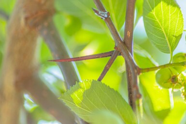 Hahnendorn Crataegus crus-galli Hochstamm Stammumfang 6-8 T Crataegus crus-galli Hochstamm 6/8