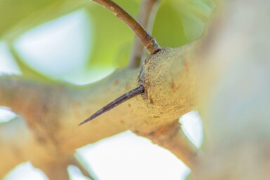 Hahnendorn Crataegus crus-galli Hochstamm Stammumfang 6-8 T Crataegus crus-galli Hochstamm 6/8