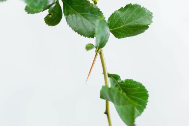 Hahnendorn Crataegus crus-galli Hochstamm Stammumfang 6-8 T Crataegus crus-galli Hochstamm 6/8